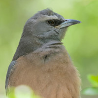 White-browed Woodswallow